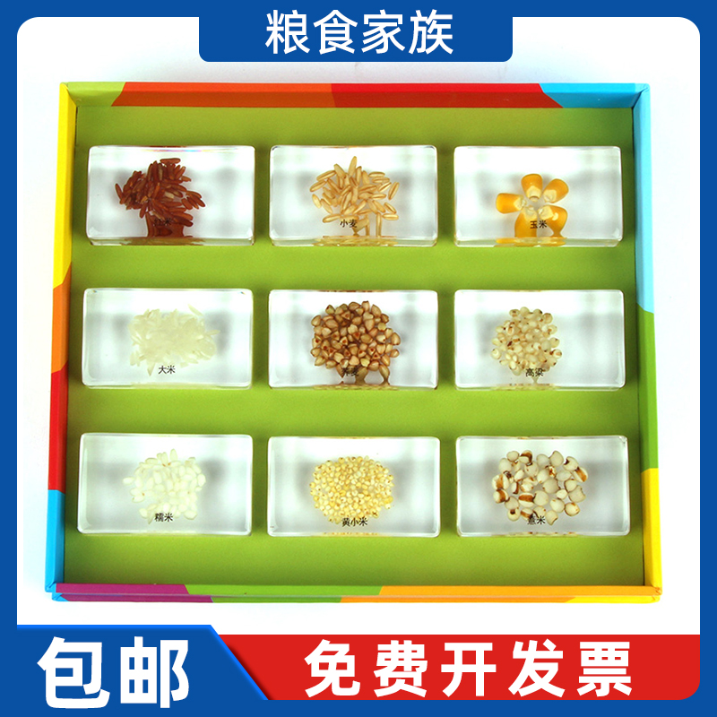 粮食家族标本蒙氏科学教具