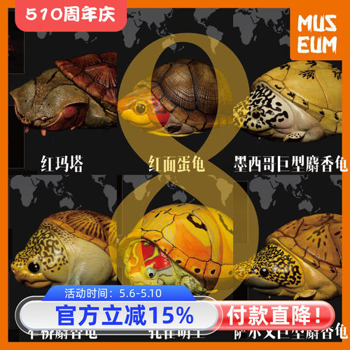 心宽体胖麝香龟动物星球树脂