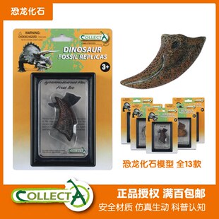 CollectA恐龙牙齿利爪化石霸王龙三角龙模型玩具教具科普标本收藏