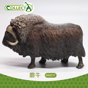 CollectA 野生动物玩具模型儿童仿真软胶宝宝牛牛麝牛仿真款