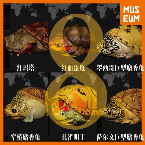 心宽体胖麝香龟动物星球树脂
