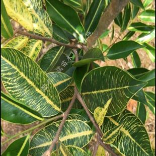 黄金叶奇楠沉香树苗一代母树嫁接可观赏品种带原土杯带叶发货包邮