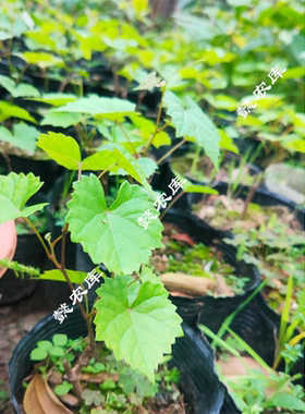 霍尔糖门欧麦卡洛斯红颜阿拉紫无籽弗雷尔脆蜜皇冠新品种圆叶葡萄