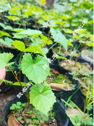 霍尔糖门欧麦卡洛斯红颜阿拉紫无籽弗雷尔脆蜜皇冠新品种圆叶葡萄