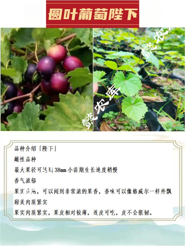 女王圆叶葡萄庭院露天地栽果树苗