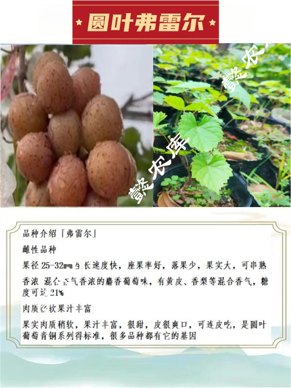 弗雷尔圆叶葡萄庭院露天地栽果树苗麝香葡萄带原土杯带叶发货 