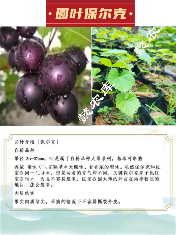 保尔克圆叶葡萄庭院露天地栽果树苗麝香葡萄带原土杯带叶发货 
