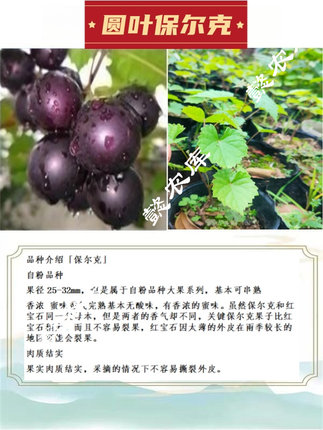 保尔克圆叶葡萄庭院露天地栽果树苗麝香葡萄带原土杯带叶发货 