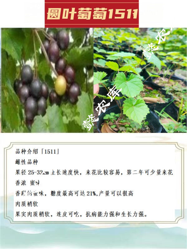 1511圆叶葡萄庭院露天地栽果树苗麝香葡萄带原土杯带叶发货 