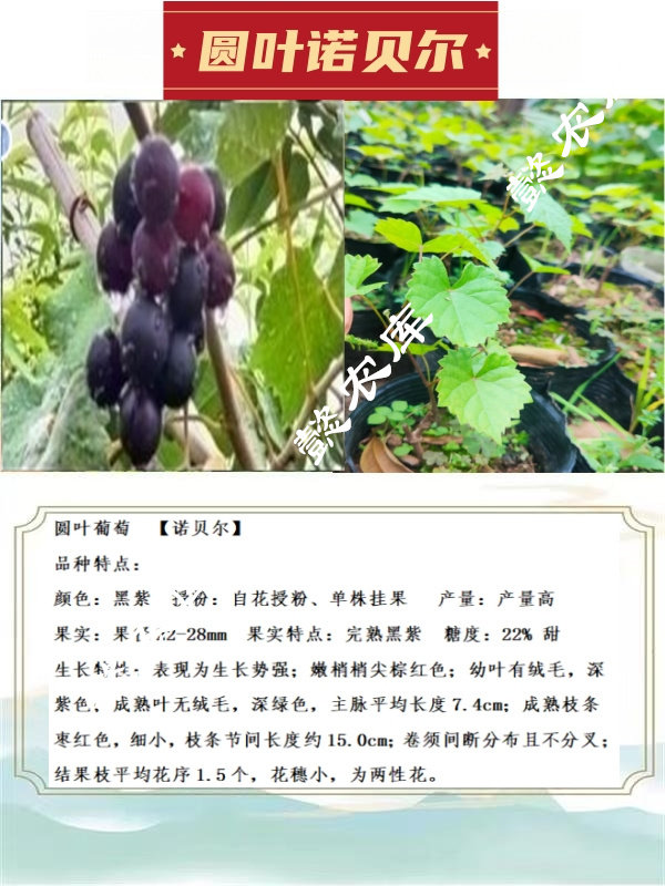 诺贝尔圆叶葡萄庭院露天地栽果树苗麝香葡萄带原土杯带叶发货