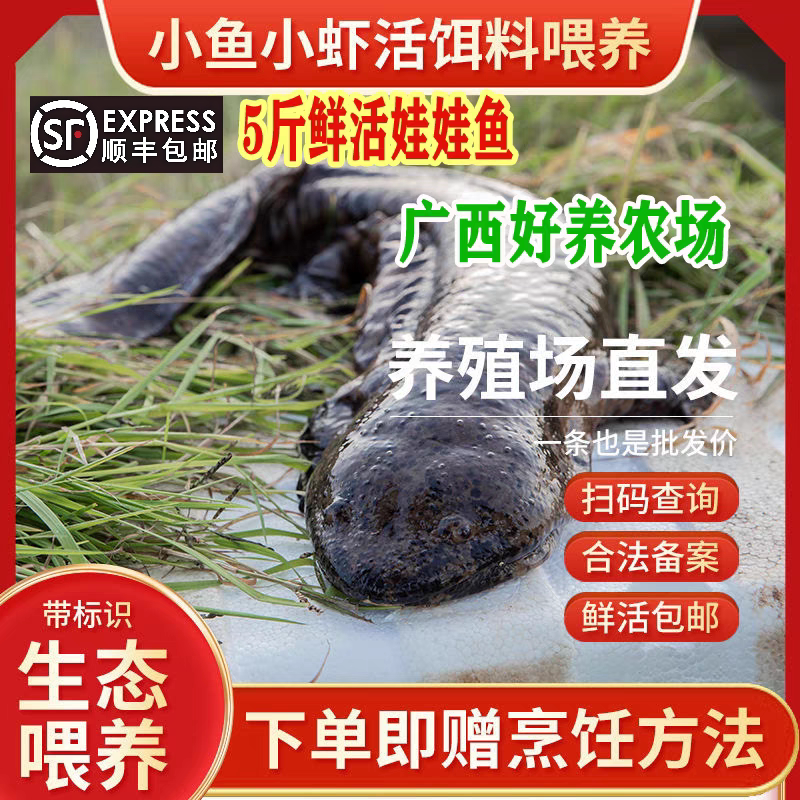 5斤一条养殖厂直供娃娃鱼鲜活食用活鱼大鲵苗水产淡水鱼顺丰包活