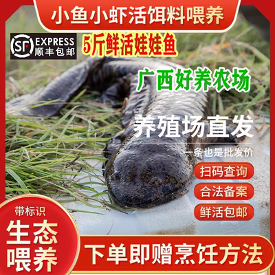 5斤一条养殖厂直供娃娃鱼鲜活食用活鱼大鲵苗水产淡水鱼顺丰包活