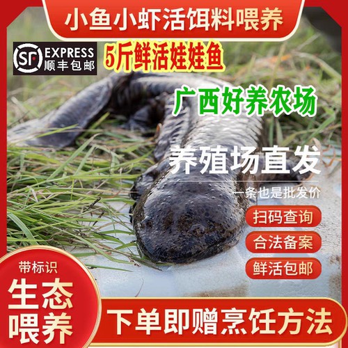 5斤一条养殖厂直供娃娃鱼鲜活食用活鱼大鲵苗水产淡水鱼顺丰包活