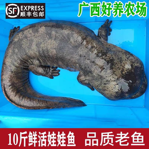 10斤一条养殖厂直供娃娃鱼鲜活食用活鱼大鲵水产淡水鱼顺丰包活