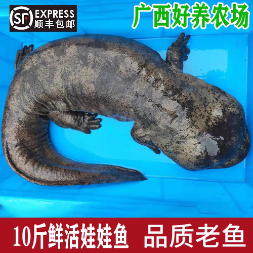 10斤一条养殖厂直供娃娃鱼鲜活食用活鱼大鲵水产淡水鱼顺丰包活