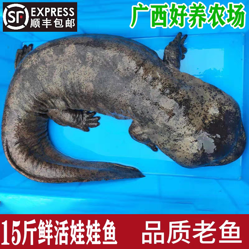 15斤一条娃娃鱼鲜活食用活体生鲜大鲵海鲜水产鲜活淡水鱼顺丰包邮