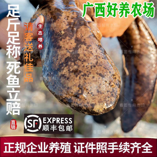 娃娃鱼养殖厂直供鲜活鲵鱼食用鱼老水鱼包活3～30斤规格 3斤起拍!