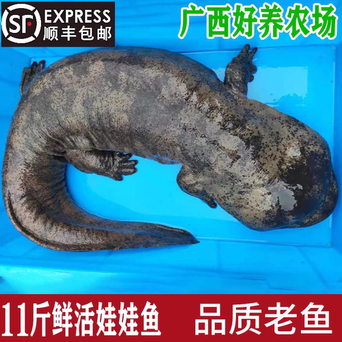 11斤一条娃娃鱼鲜活食用活体生鲜大鲵海鲜水产鲜活淡水鱼顺丰包邮