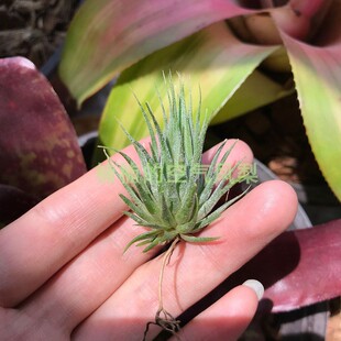 空气凤梨榛子精灵T.Ionantha Hazelnut 懒人无土楠楠的空气凤梨