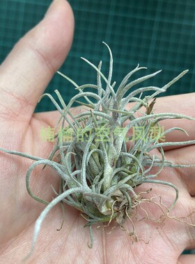 空气凤梨卡卡他变种T.Crocata v. Tristis 懒人楠楠的空气凤梨