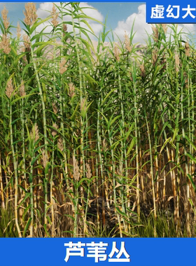 UE4UE5 mediterranean Vegetation: giant Reed 地中海植物芦苇丛