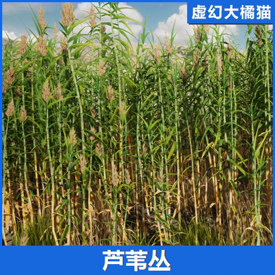 UE4UE5 mediterranean Vegetation: giant Reed 地中海植物芦苇丛