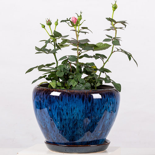 孔雀蓝陶瓷花盆带托盘