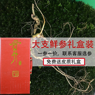 包邮 新鲜林下参野山参泡酒东北人参老山参礼盒鲜人参长白山28年