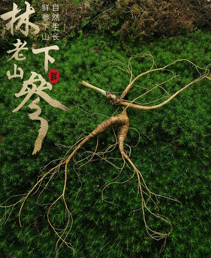 新鲜野山参礼盒长白山林下参鲜人参20年东北人参老山参泡酒包邮