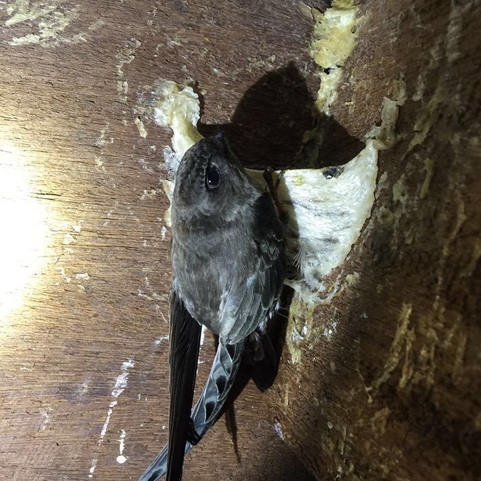 百纯燕庄 溯源码干挑大三角盏 正品燕窝 孕妇滋补营养品100克