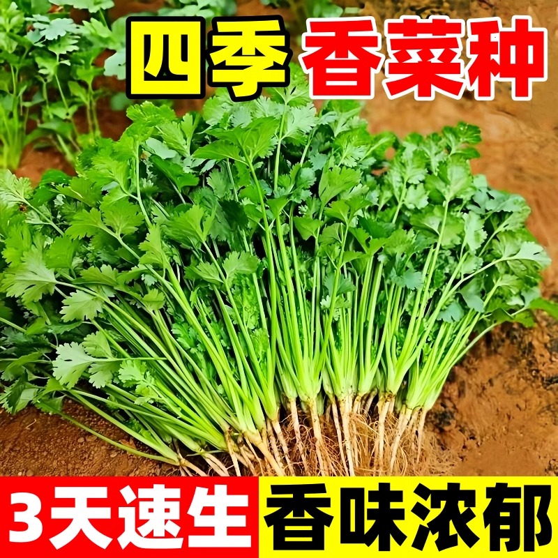 四季大叶香菜种子阳台盆栽蔬菜种孑春秋冬季耐寒耐热芫荽菜籽种子