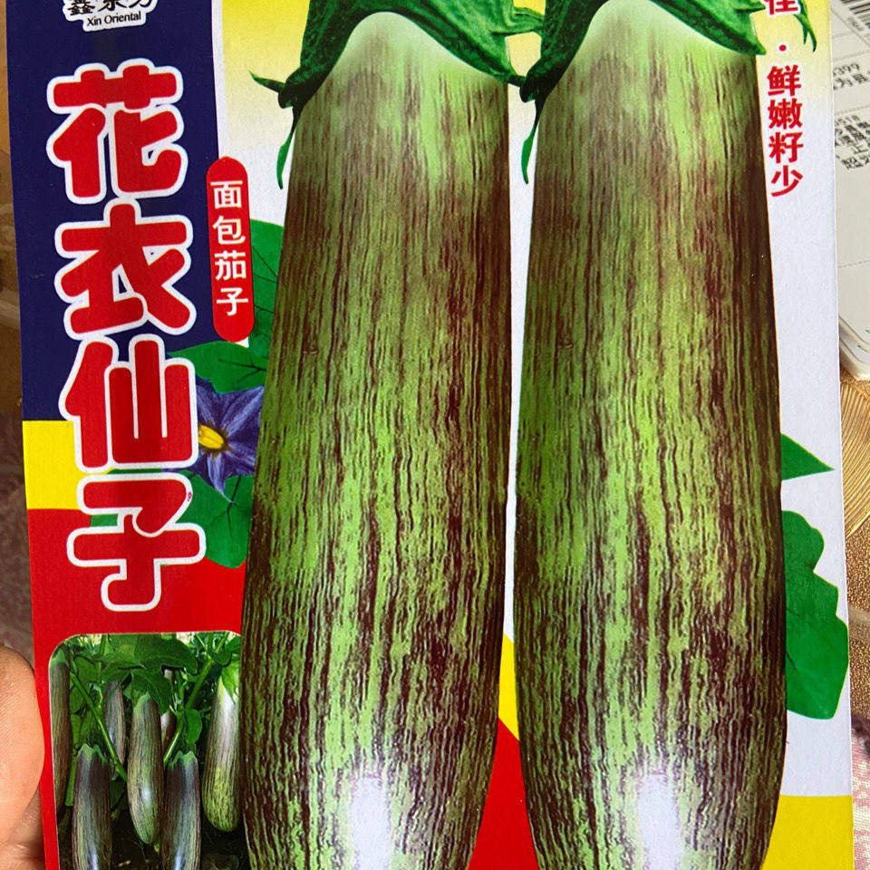 面包茄子种籽东北花长绿