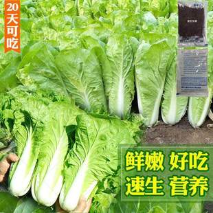 快菜种子20天四季速生耐热耐湿蔬菜种子大小白菜菜种子杂交种子