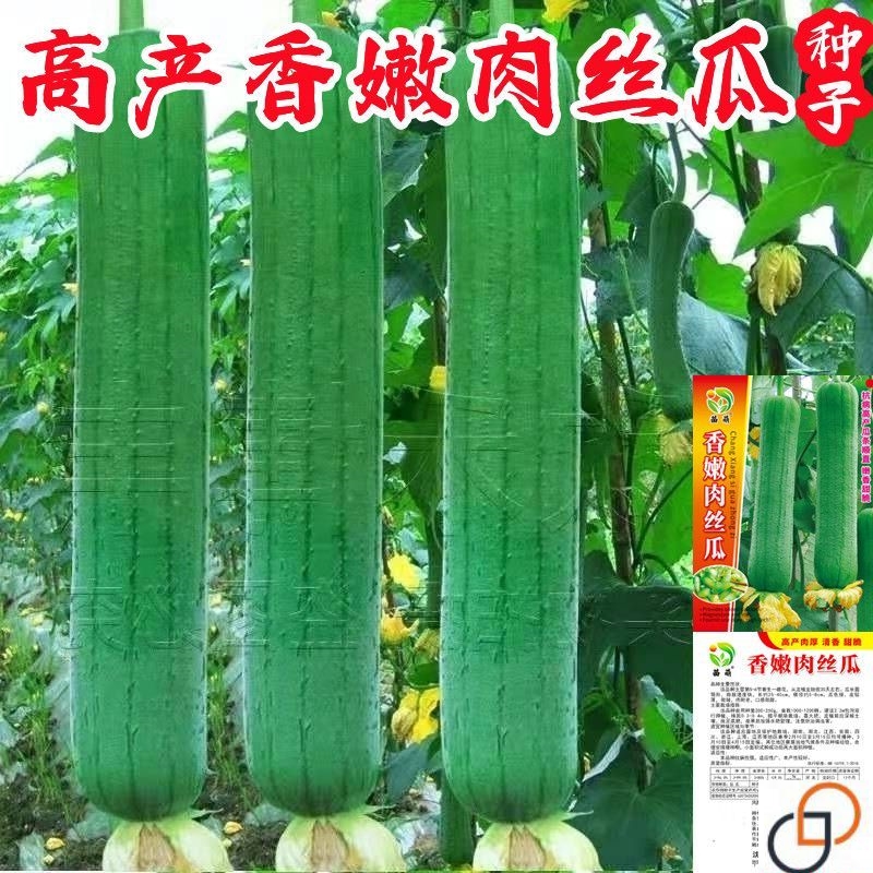 高产特大肉丝瓜种春夏秋季香嫩肉丝瓜籽农家庭院爬藤蔬菜种子大全