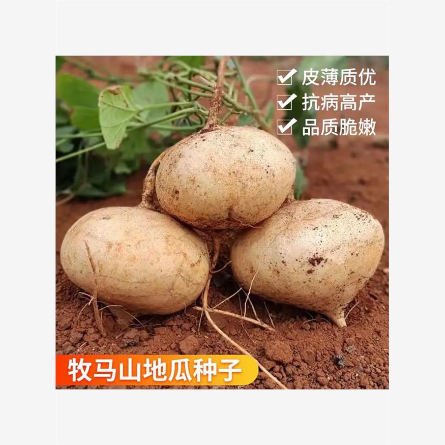 牧马地瓜种子凉薯种孑种籽水果特大白瓤香甜早熟苗秧种植沙葛土瓜