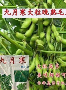 晚熟毛豆种子九月寒大粒豆角大豆耐高温四季秋冬季耐寒鲜食菜毛豆