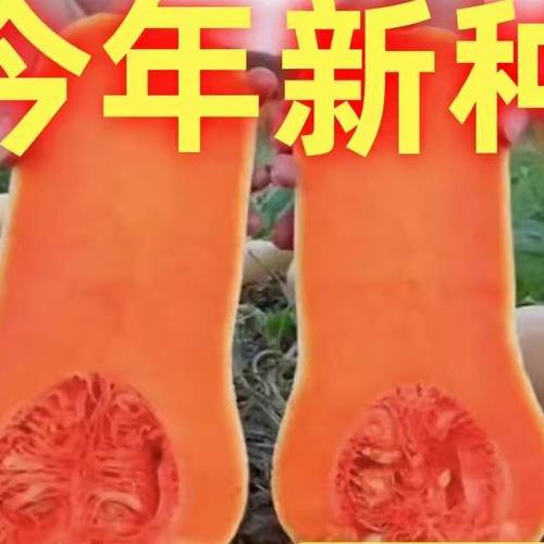 正宗奶油南瓜种子一年四