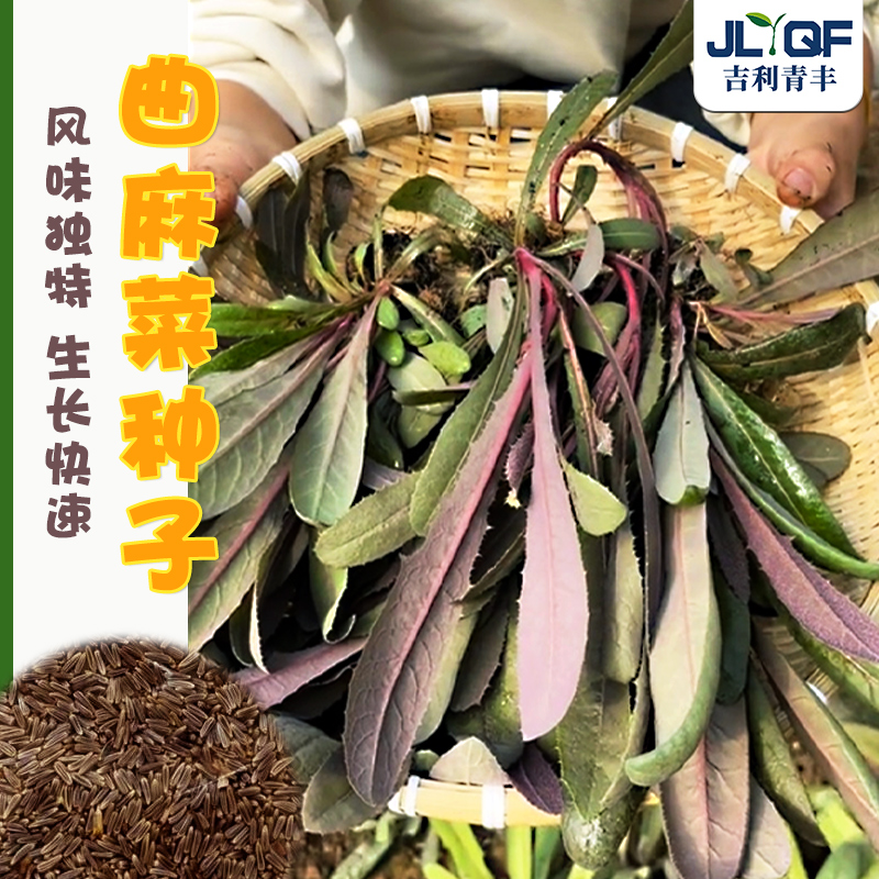 曲麻菜种子苦菜苣荬菜春四季野菜种子阳台盆栽农家蔬菜籽种大全