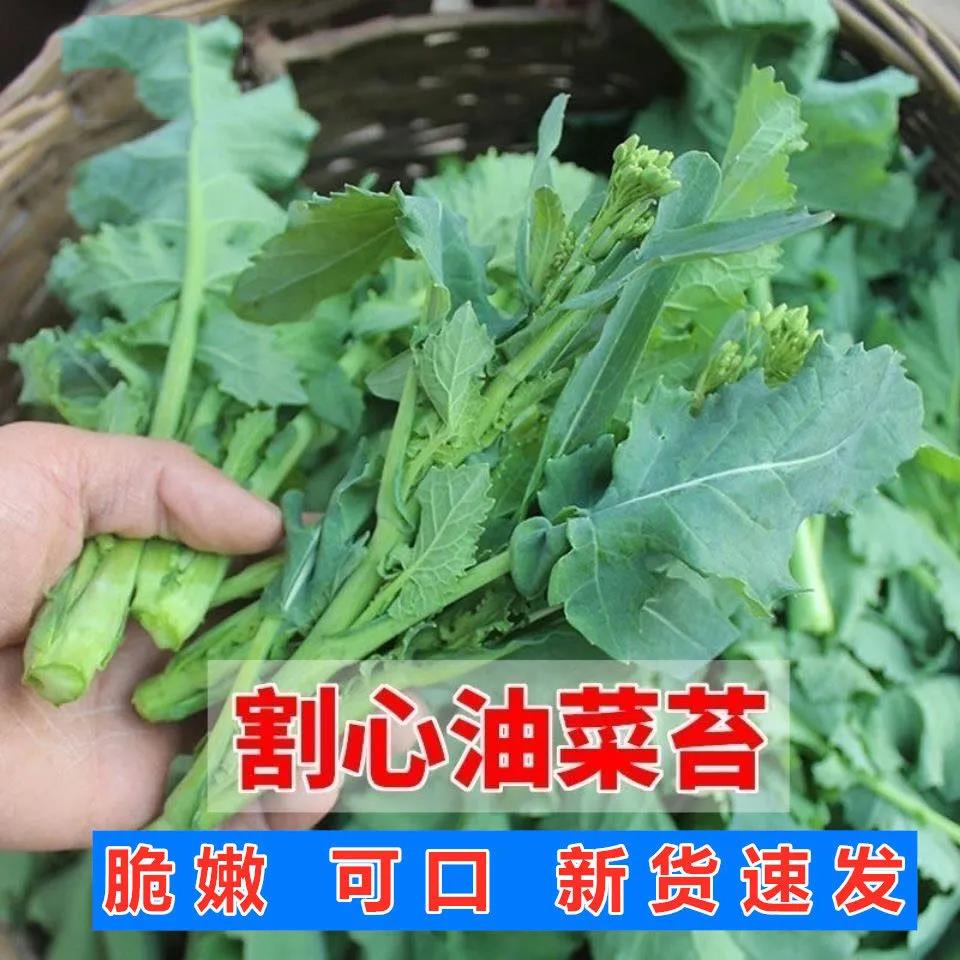 油菜苔种子四季蔬菜改良