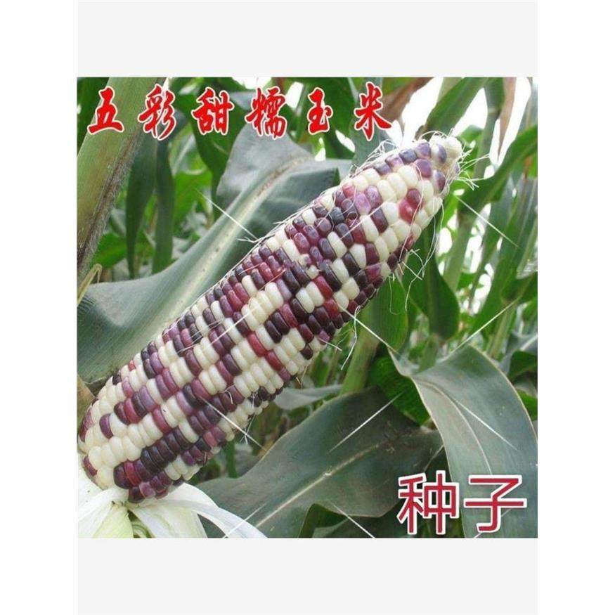 五彩甜糯玉米种子大棒矮杆早熟粘糯玉米种子春秋四季高产抗病杂交,农用物资,蔬菜种子/种苗,淘宝优惠券,粉丝福利购,淘宝优惠卷