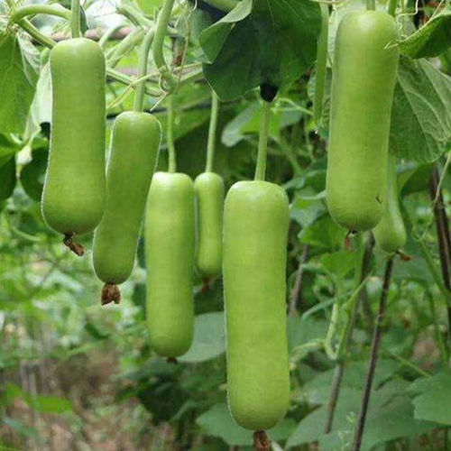 瓠子瓜种子蒲瓜短棒葫芦