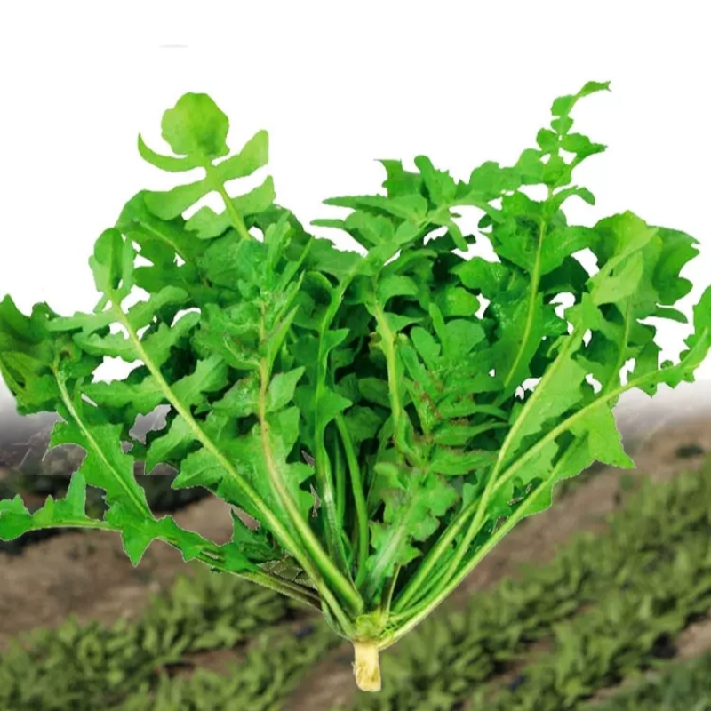 荠荠菜种子大叶阳四季菜