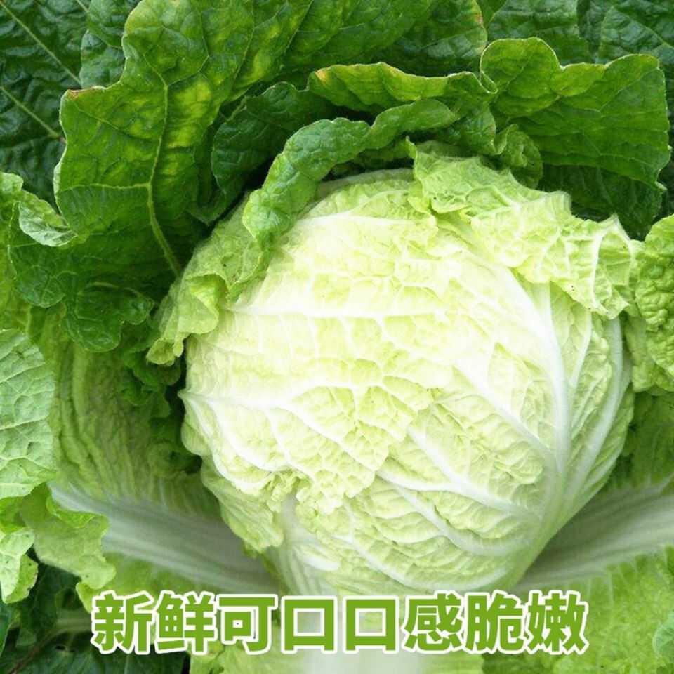 抗热早熟夏季大白菜耐高
