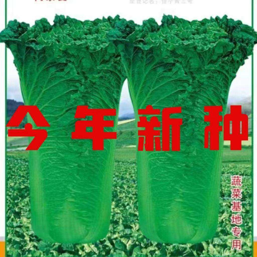天津青麻叶直筒形白菜种子秋季绿大青麻叶大白菜四季可播蔬菜种籽,农用物资,蔬菜种子/种苗,淘宝优惠券,粉丝福利购,淘宝优惠卷