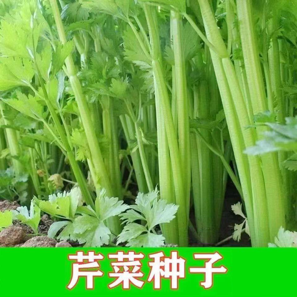 四季小香芹种子籽实心芹