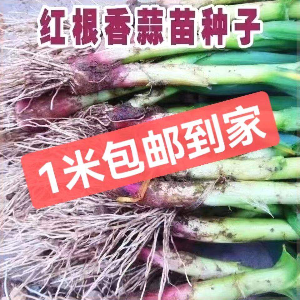 【畅销排行的天花板】红头香蒜种子一年四季可种三茬,农用物资,蔬菜种子/种苗,淘宝优惠券,粉丝福利购,淘宝优惠卷