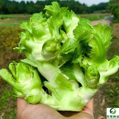 脆嫩大头儿菜种子四季播