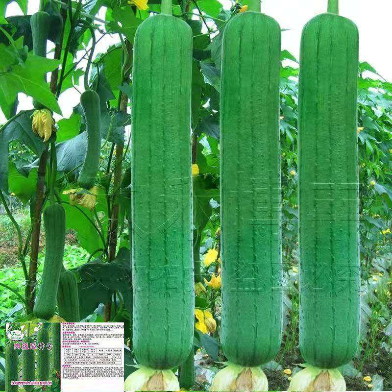 高产特大肉丝瓜种春夏秋季特长丝瓜籽农家庭院爬藤种子蔬菜菜种子,农用物资,蔬菜种子/种苗,淘宝优惠券,粉丝福利购,淘宝优惠卷