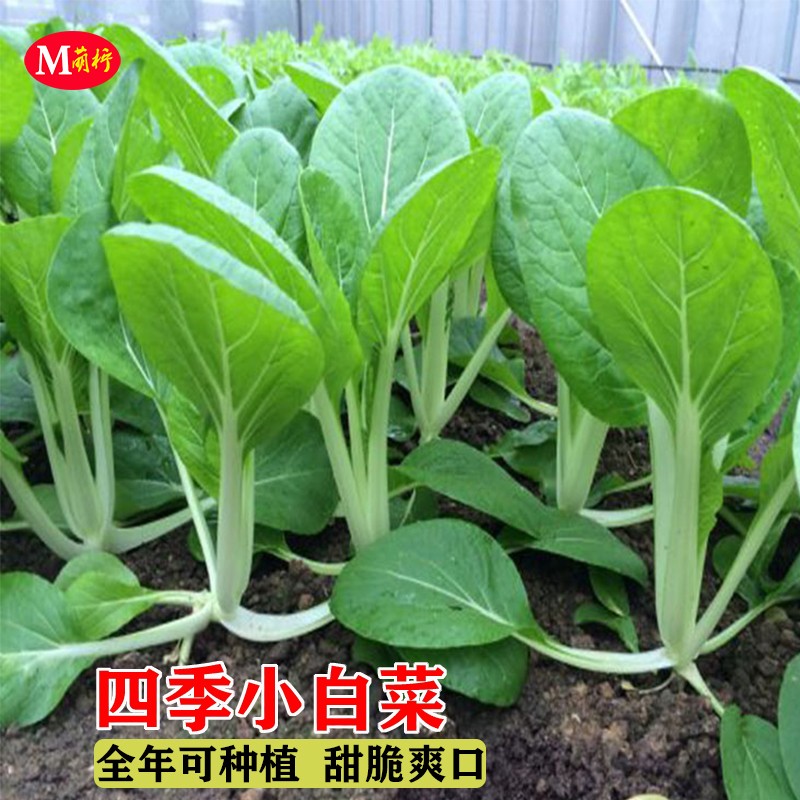 四季小白菜种子客家甜籽