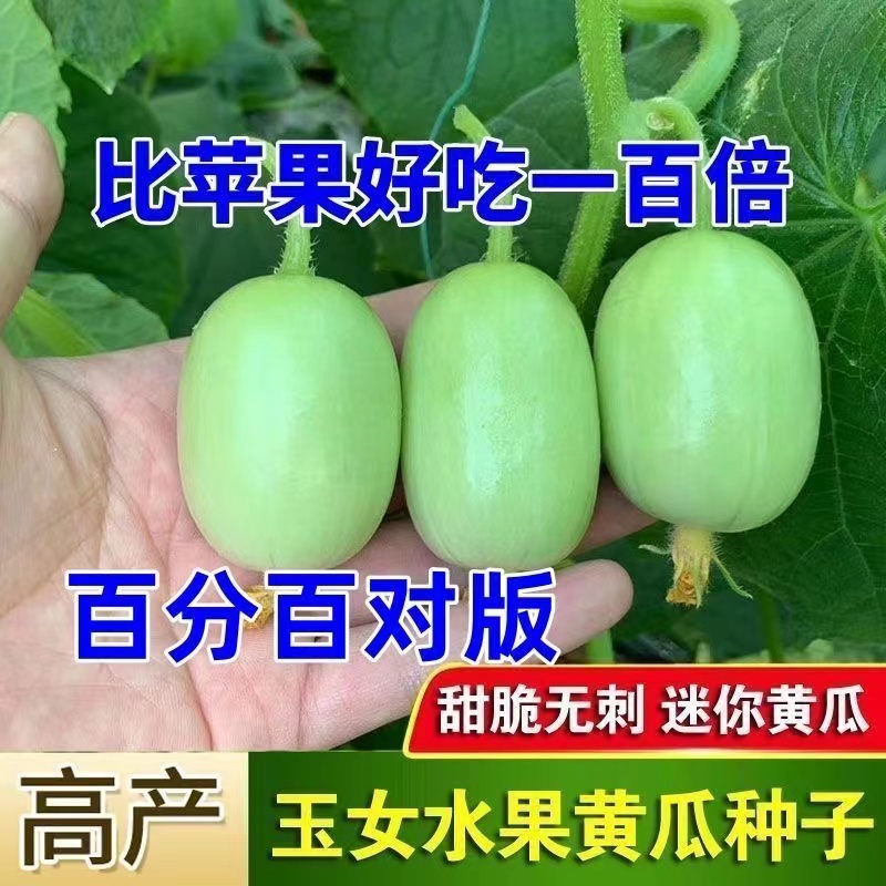 迷你小黄瓜籽生吃脆甜无